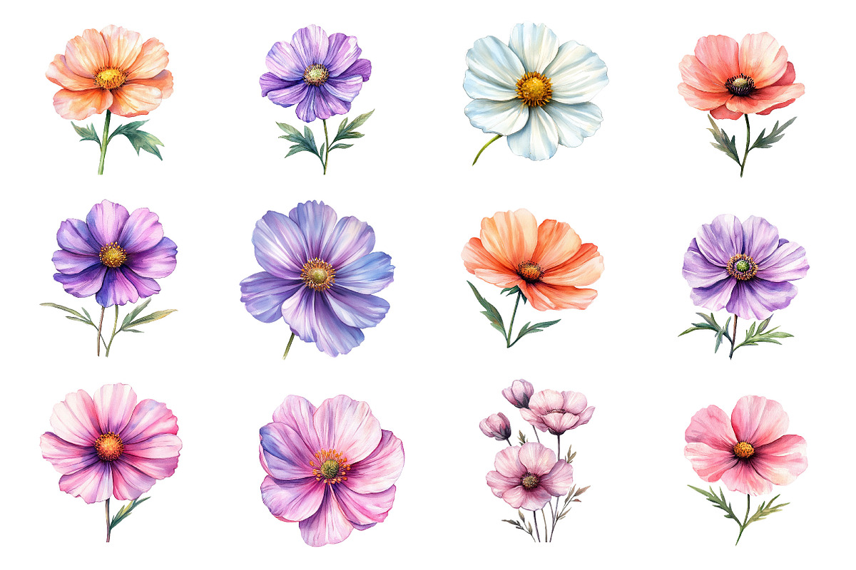 Watercolor Cosmos Flower Clipart, an Illustration by Dream Creation (Photo 2 of 7)
