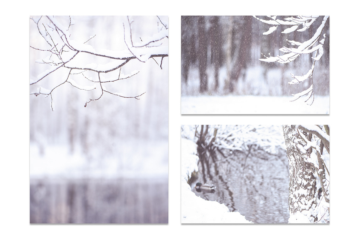 Winter Blurred background, a Nature Photo by WildStrawberry Magic (Photo 3 of 9)