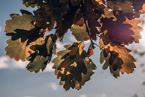 Leaf #3, a Nature Photo by jakub_kopecky