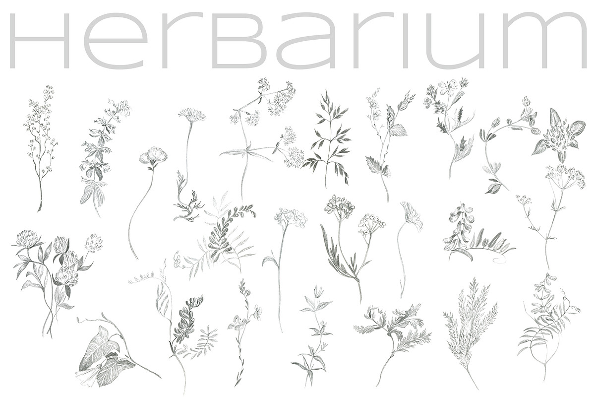 Herbarium. Pencil sketches, a Decorative Illustration by Love Watercolor Store (Photo 3 of 8)