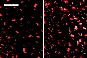 Shiny Red Confetti Overlays, a Texture Graphic by Partikusi Design (Thumbnail 2 of 3)