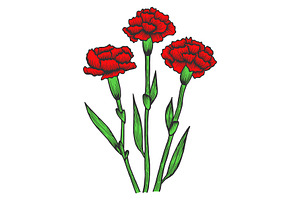 Dianthus Carnation Flowers Sketch