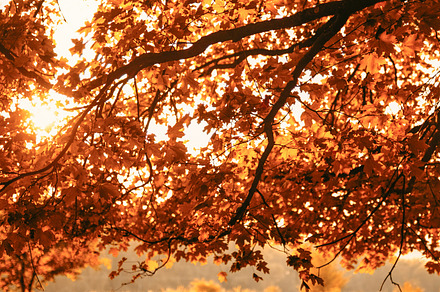 Golden autumn background forest branch leaves, a Photo by Photo Drive Studio