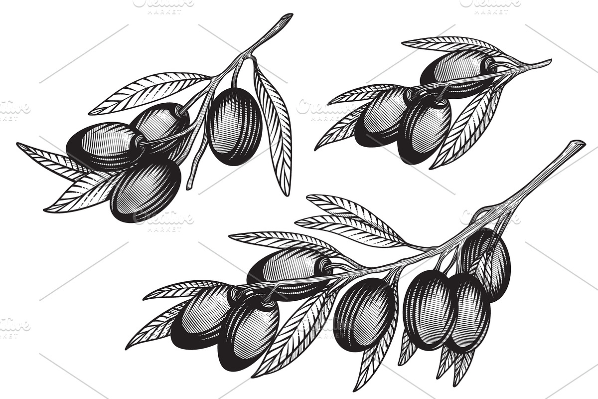 Olivet - olive branch collection, a Decorative Illustration by VioSilent (Photo 3 of 10)