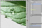Peppermint leaves, an Object Graphic by Hortimages (Thumbnail 2 of 2)