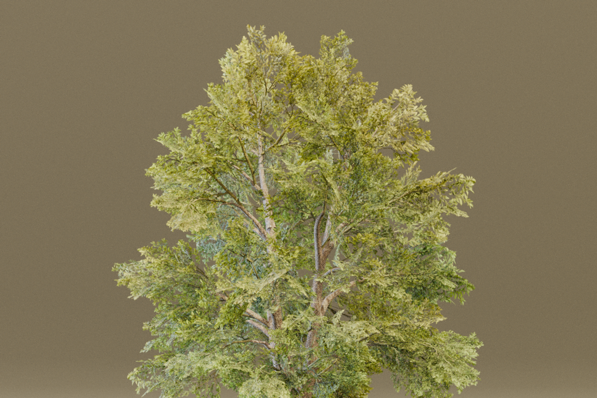 The Siberian Elm Tree, a Plants & Tree 3D Model by FuturePastCreatives (Photo 3 of 8)