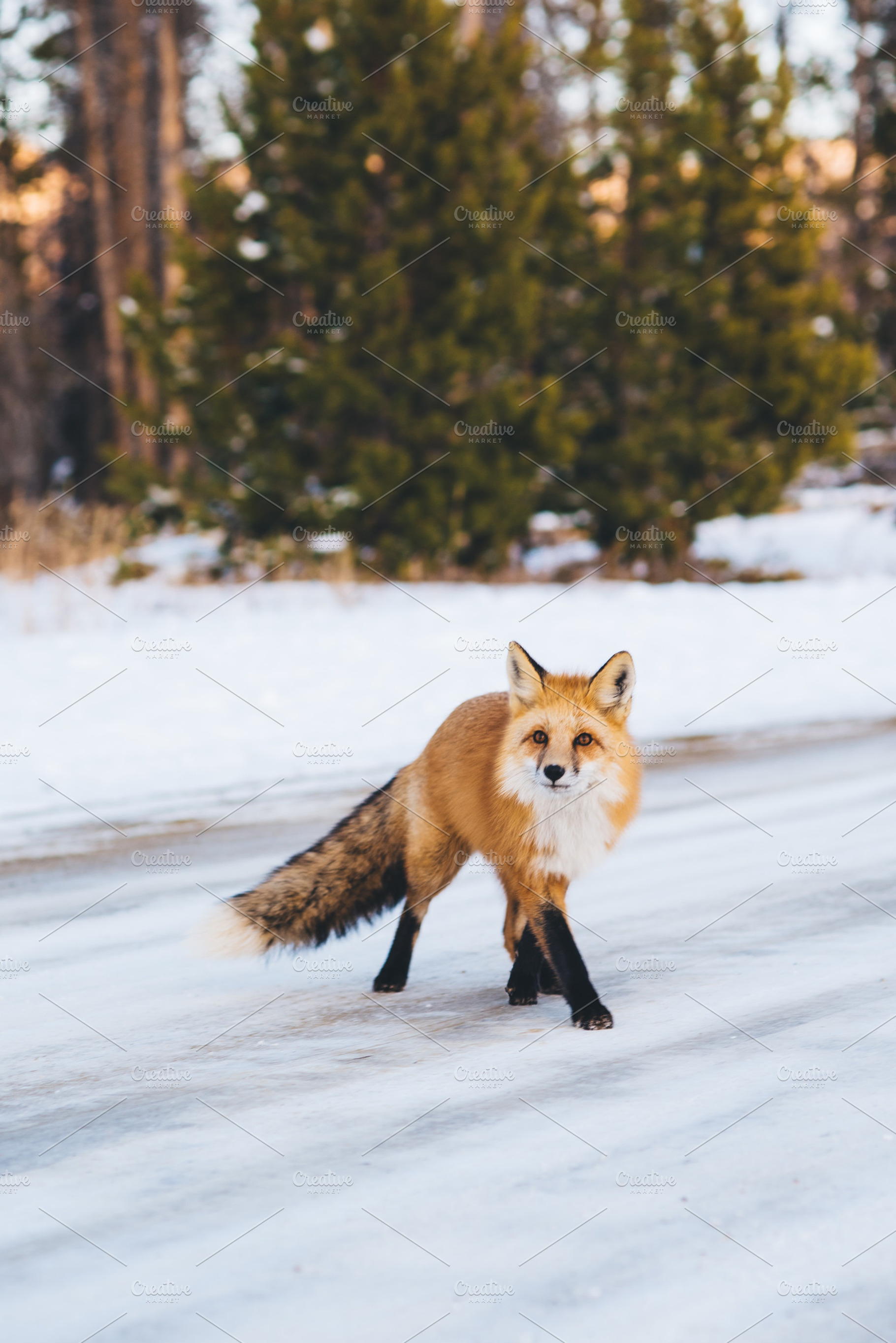 Mountain fox  vertical stock photo, a Nature Photo by Stephanie Mikuls