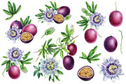 Fruits and berries, an Illustration by Hanna Hryharenka (Thumbnail 8 of 16)