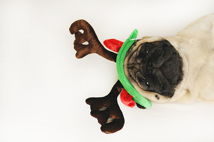 Sleepy pug in Christmas horns