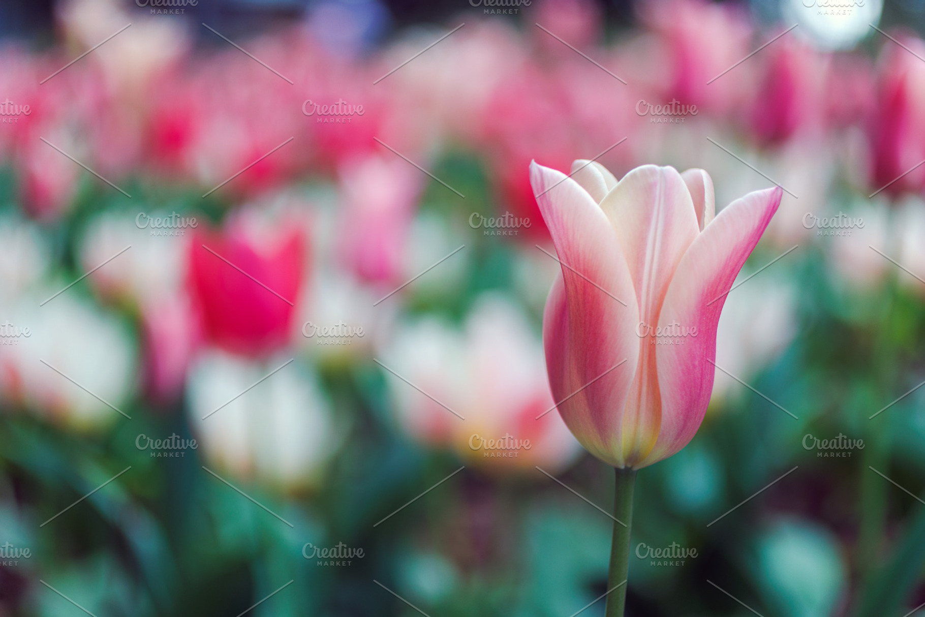Close-up of colorful tulips, a Nature Photo by Bepslabor