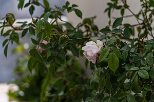 Spring garden with blooming plants, a Nature Photo by Anna Bogush