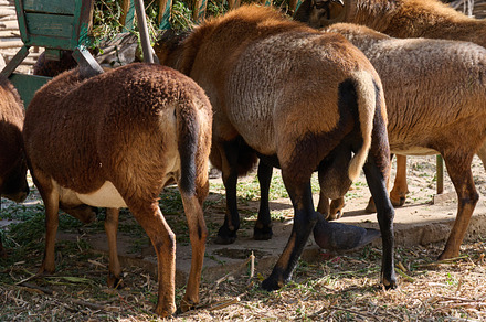 A flock of Cameroonian sheep eats hay from a trough, an Animal Photo by ndanko