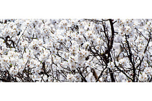 Apricot tree flower, a Nature Photo by Nature and travel