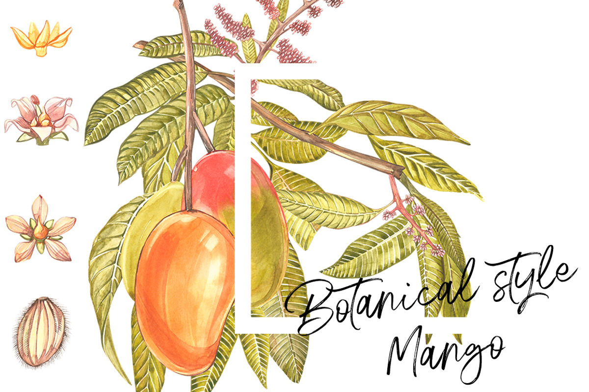 Mango clipart in botanical style, a Food Illustration by Ann Astro (Photo 5 of 10)