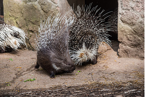 Indian crested porcupine Hystrix, an Animal Photo by COLORFUL