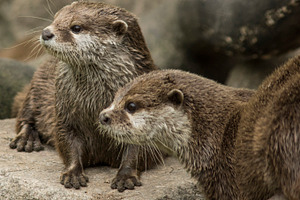Otter Family