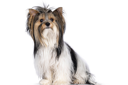Biewer Yorkshire Terrier dog on white, an Animal Photo by Cat'chy Images by Nynke
