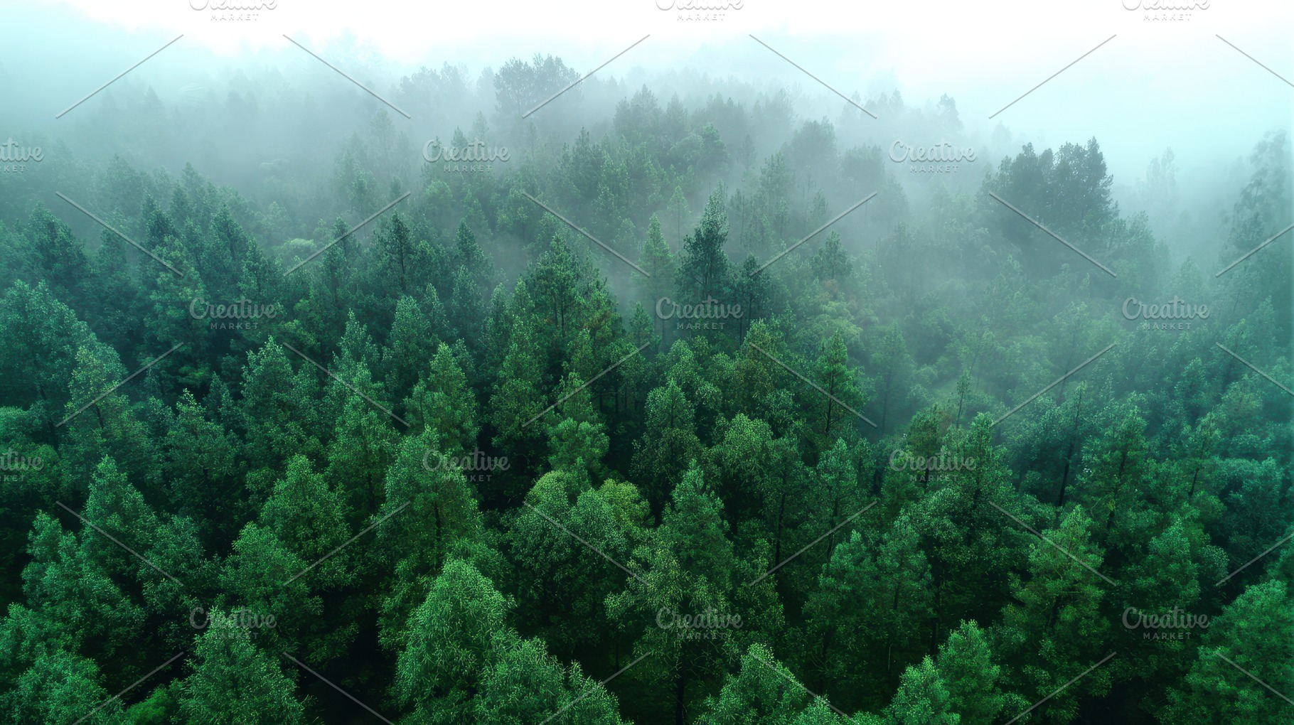 Forest covered in fog with dense, a Photo by Pavel_design