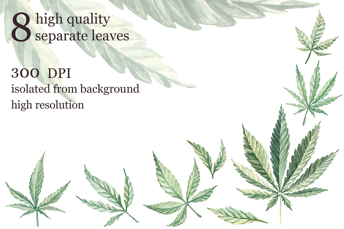 Marijuana leaves, an Object Graphic by Dashamoony (Photo 2 of 3)