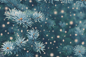 Winter magic in the forest, a Holiday Photo by Lifemorning