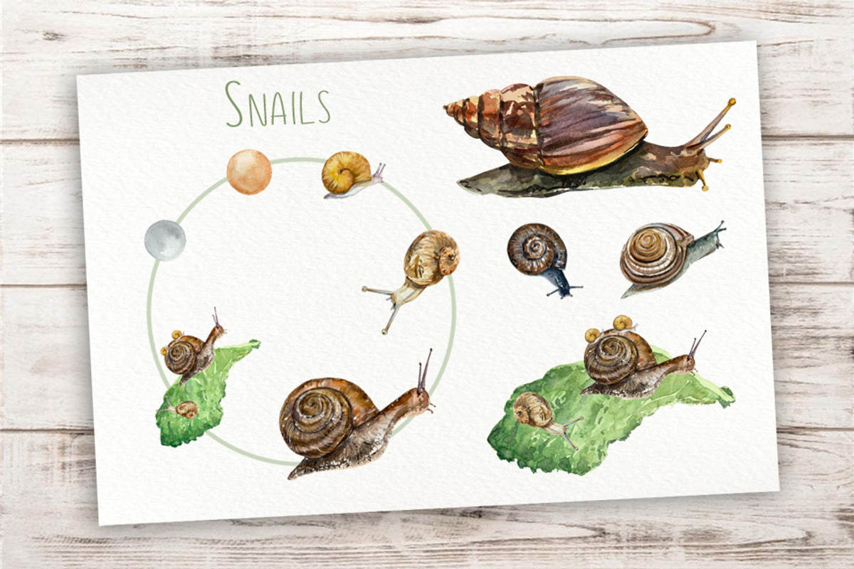Snails Life Cycle Clip Arts & Print, an Animal Illustration by Tati Bordiu (Photo 1 of 4)