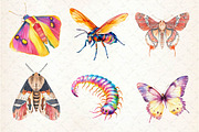Watercolor Bugs Sublimation Clipart, an Illustration by Dream Creation (Thumbnail 6 of 6)