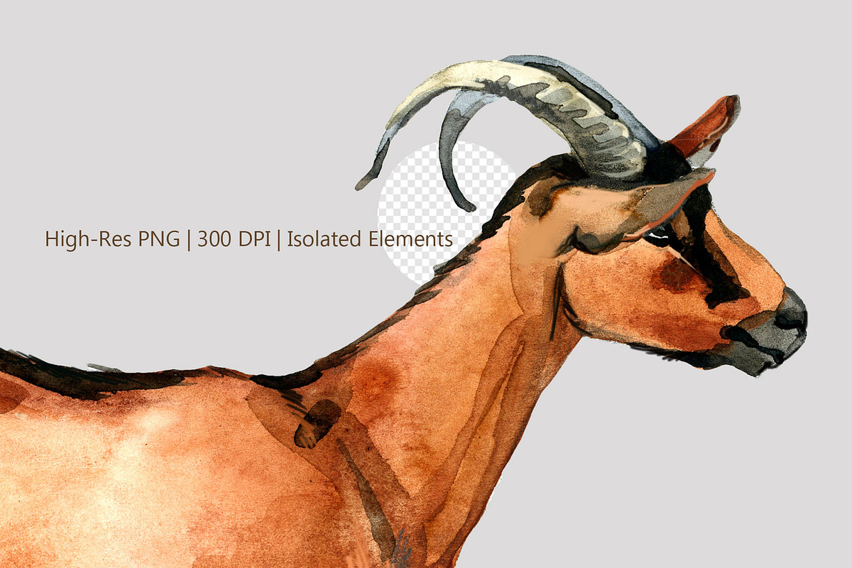 Ultimate Goats: 12 Watercolor Breeds, an Animal Illustration by FineArt (Photo 2 of 8)
