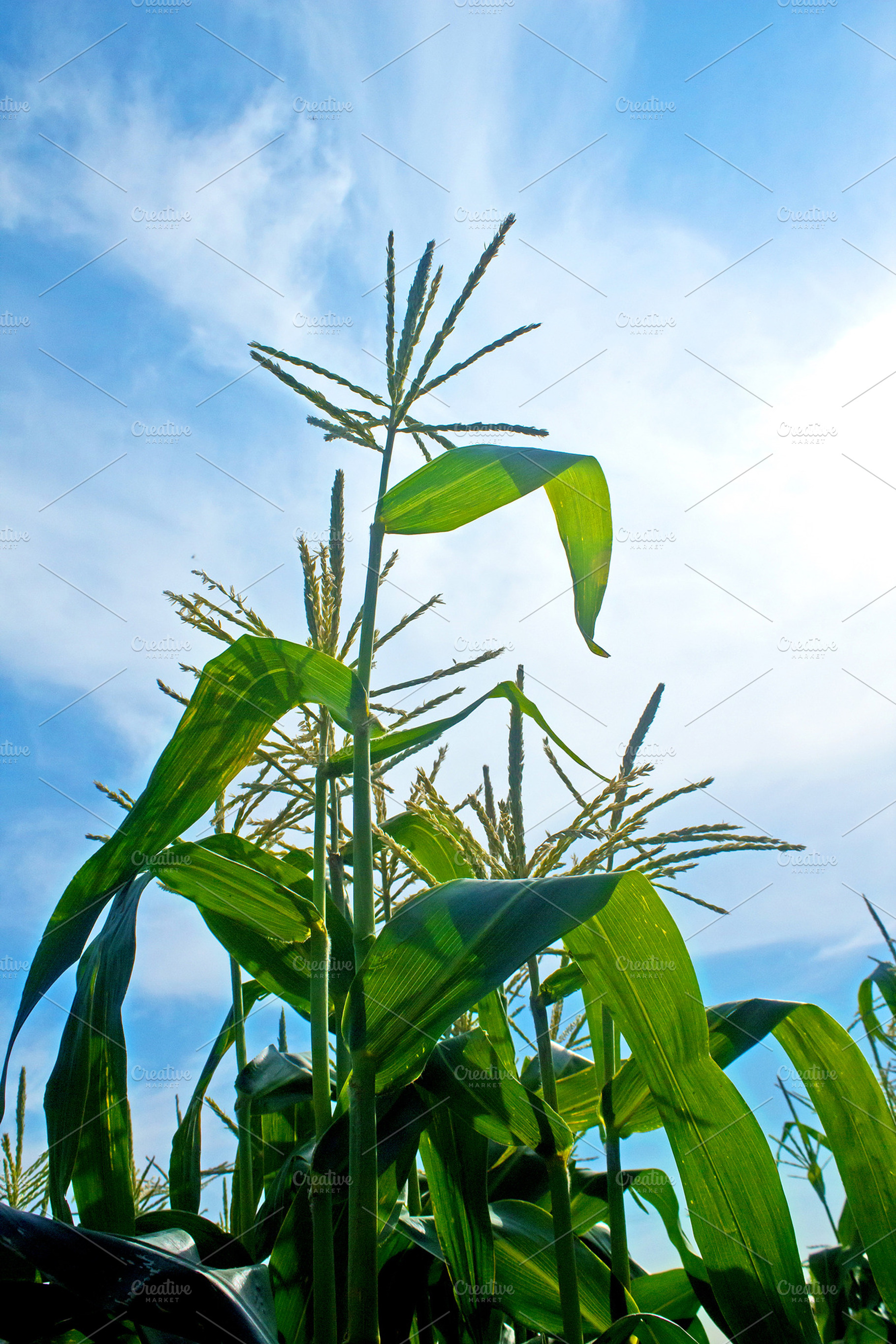 Corn Plant