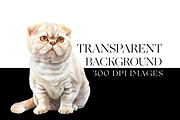 Scottish Fold Cat Clipart, Cat Breed, an Animal Illustration by BrushstrokeArtGB (Thumbnail 7 of 9)