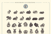 VECTOR RABBITS HAND DRAWN BUNDLE v18, an Animal Illustration by pawellpi (Thumbnail 7 of 7)