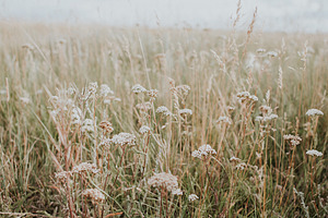 Prairie Field