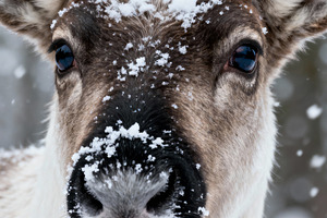 Playful Reindeer with Tongue Out, an Animal Photo by Virgo Studio