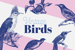 VINTAGE BIRDS | 25 Vectors