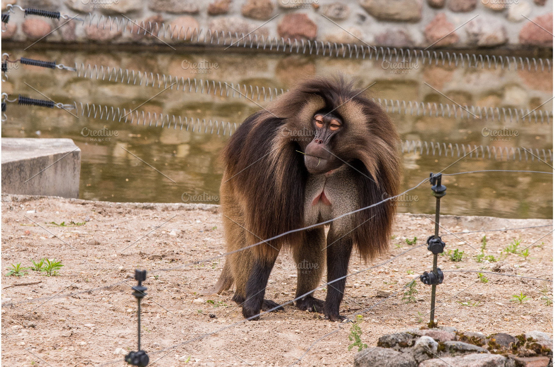 Alpha male of endemic animal monkey, an Animal Photo by COLORFUL