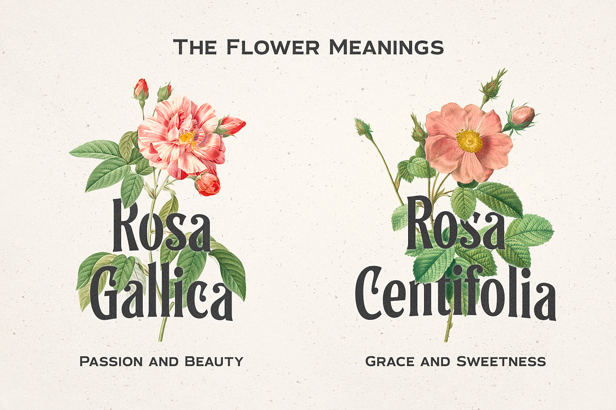 Bramforge - Display Serif Typeface, a Serif Font by iqbal habibi (Photo 3 of 10)