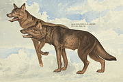 Rare! Meinhold Zoology Cliparts, an Object Graphic by Lilithcollageart (Thumbnail 11 of 11)