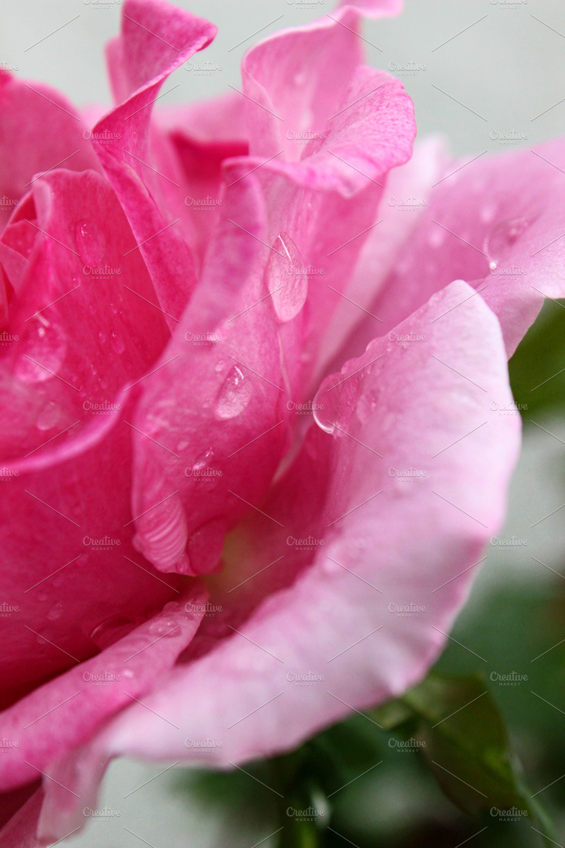 Pink Rose with Dew Drops, a Nature Photo by Erica Patstone
