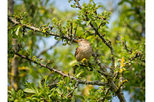 Small Eurasian Wren sitting in, an Animal Photo by Backyard Stock