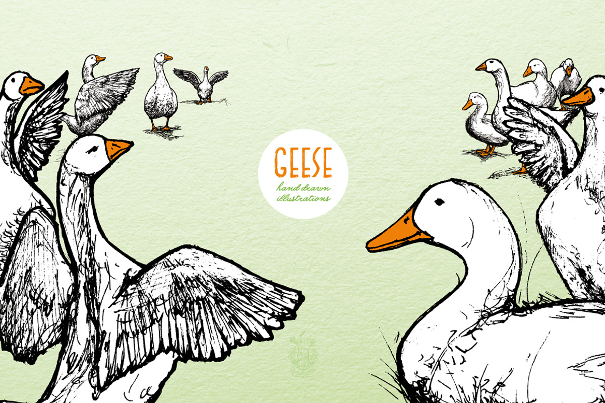 Geese - Hand Drawn Illustrations, an Animal Illustration by Andrea Tardivo (Photo 4 of 4)