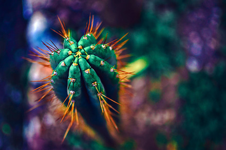 Colorful psychedelic cactus featuring nature, cactus, and garden