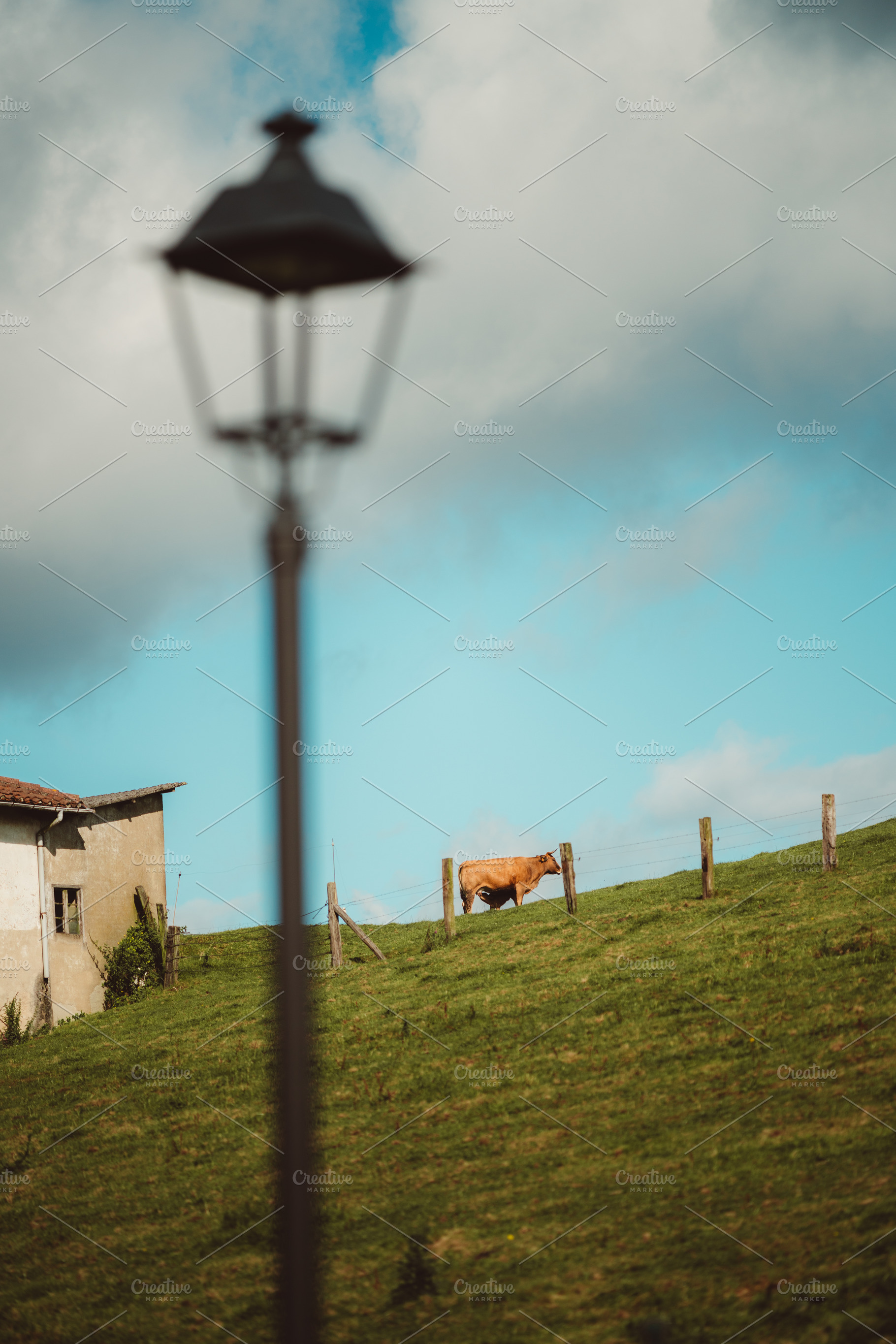Cow on hillside with blurred lamp, an Animal Photo by SkyNext