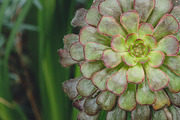 Succulents bundle featuring succulent, green, and plant, a Nature Photo by HG Photography (Thumbnail 5 of 6)