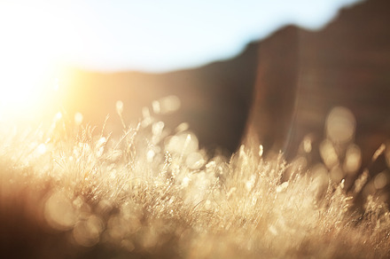 Sun Soaked Autumn Grass