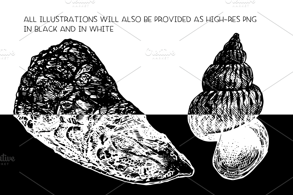 Shells - vector illustration set, an Animal Illustration by Renée from Studio neetje (Photo 4 of 4)