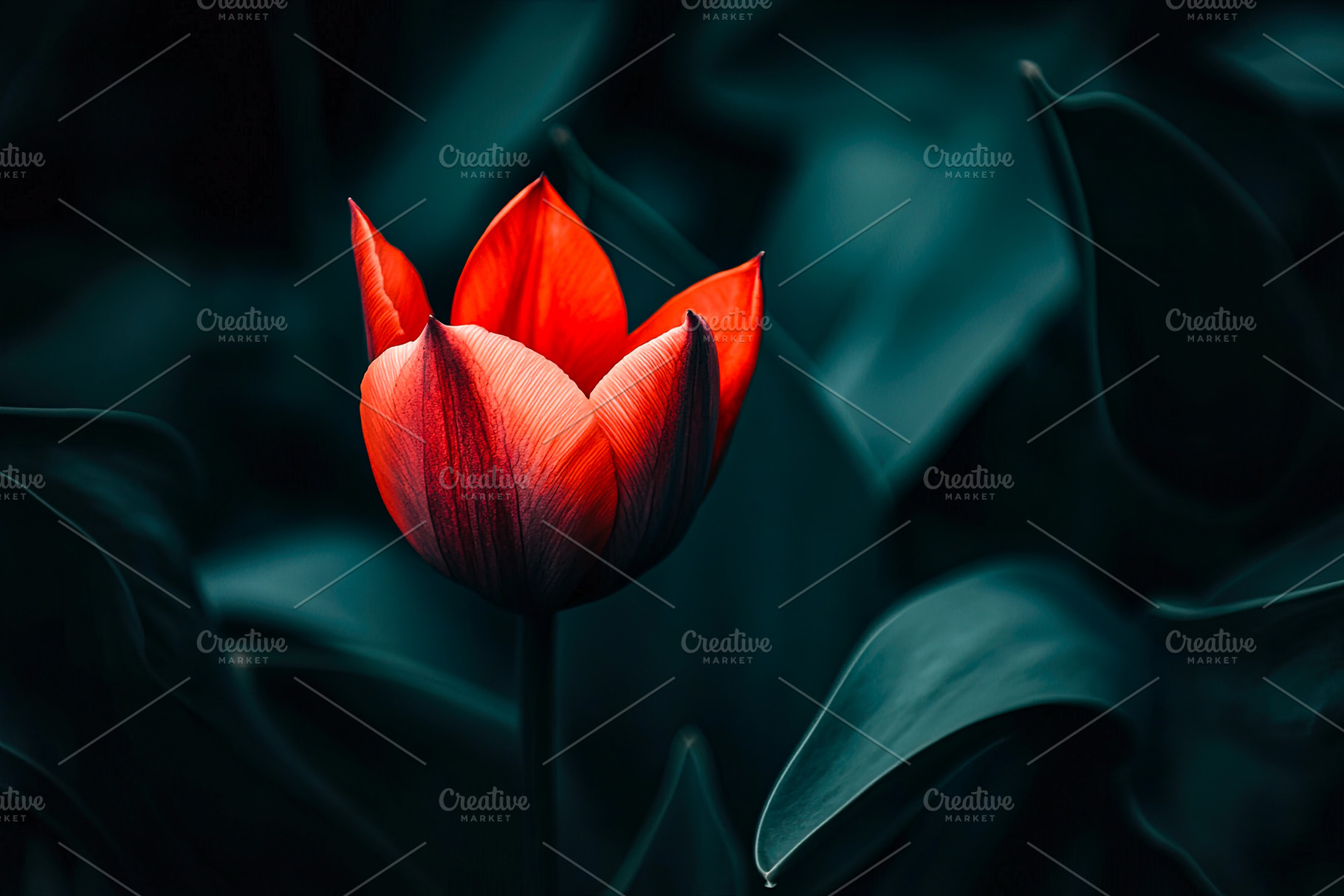 Illuminated Red Tulip, a Nature Photo by Ales Munt