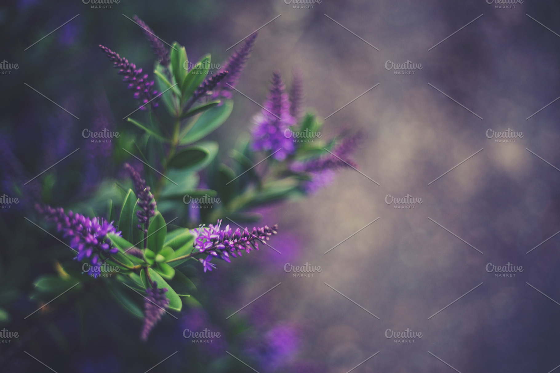 Purple Flowers Stock Photo Containing Purple And Bokeh