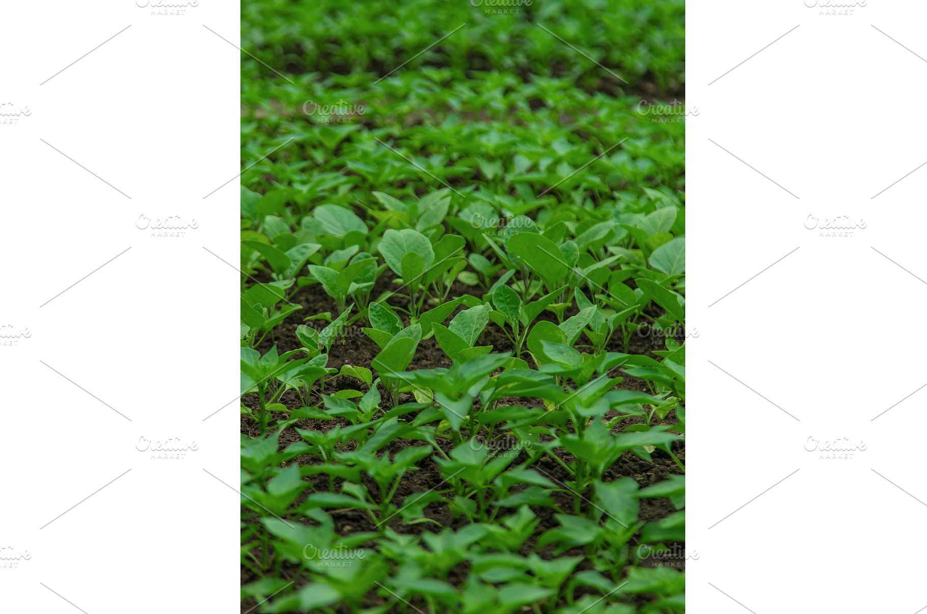 Eggplant seedlings in a greenhouse, a Nature Photo by yanadjana