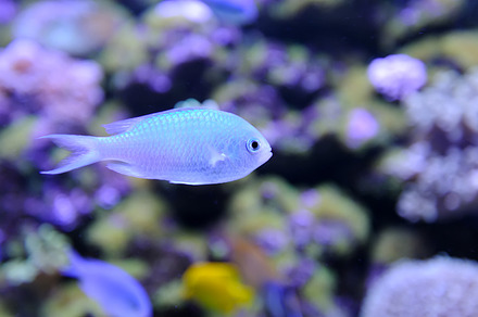 Fish stock photo containing fish and underwater, an Animal Photo by Byrdyak