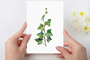 Watercolor ivy set, a Decorative Illustration by mArtstore (Thumbnail 3 of 7)