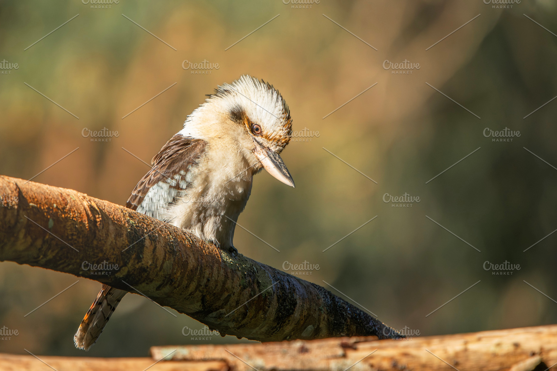 Laughing Kookaburra, an Animal Photo by Rob D Animal Photography